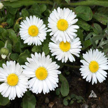 White English Daisy ��������� Bellis perennis ��������� for planting in flower beds