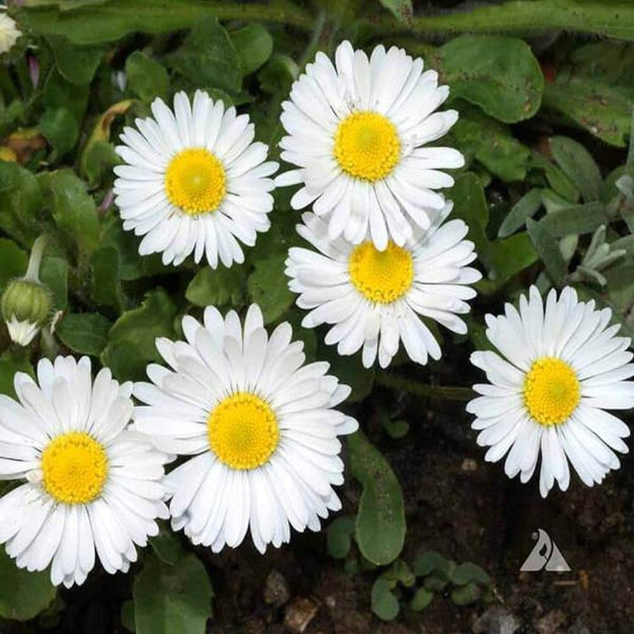 White English Daisy ��������� Bellis perennis ��������� for planting in flower beds