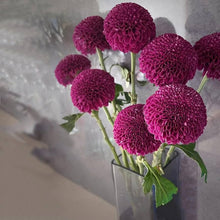 Multicolor Chrysanthemum Chrysanthemum Morifolium Seeds for long-term planting in the Bonsai Perennial Beds