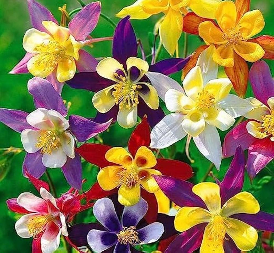 Aquilegia Vulgaris Double Bloom Mix â€“ tall columbine flower seeds