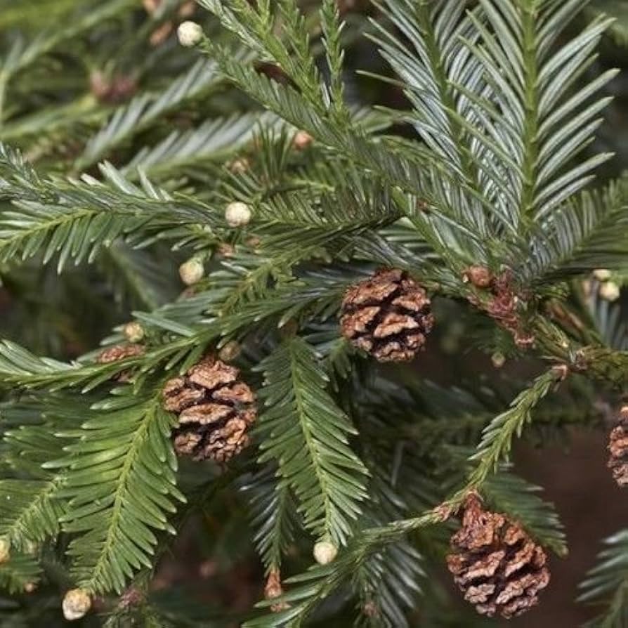 California redwood tree seeds