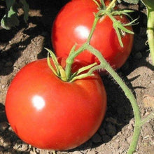 Boxcar Willie Tomato Seeds valued by growers for sweet, Heirloom Tomato Varieties
