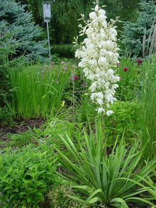 Yucca Flowering Plants for a lasting display in the Desert Garden