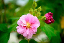 Amethyst Hibiscus Seeds (Hibiscus spp.) for growers filling out the Tropical Garden