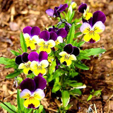 Johnny Jump Up Viola Seeds (Viola tricolor) for colorful blooms in the Flower Bed & Garden