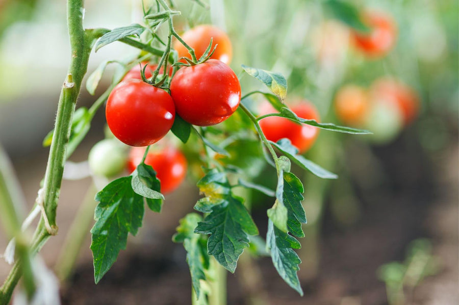 Creolo heirloom tomato for vegetable garden