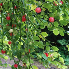 Red huckleberry bush Seeds (Vaccinium parvifolium) for a homegrown harvest from the home garden or edible landscapes