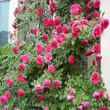 Rose Seeds for colorful blooms in the Light Pink Garden