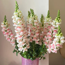Plant Seeds (Antirrhinum majus) for long-term planting in the yard