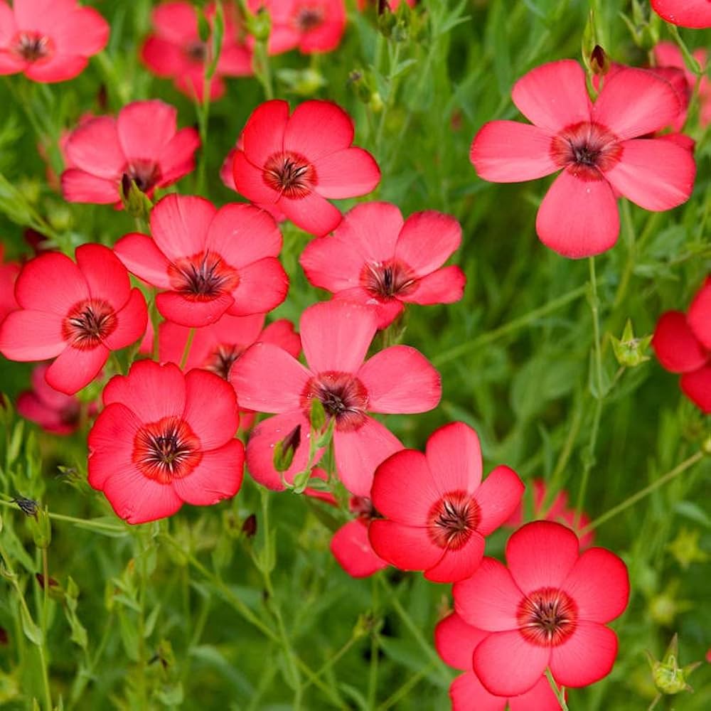 Flax Red Organic Flower - for planting in home garden