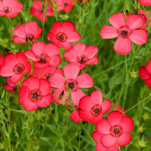 Red Rock Cress Aubrieta Seeds for a bright addition to the flowering groundcover rock garden
