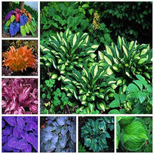 Plantain Lily Hosta Sieboldiana flower Seeds for growers filling out the shaded garden beds and indoor pots