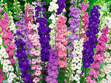 Mixed Delphinium Bonsai Seeds for growers establishing the Garden