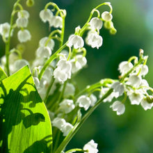 Orchid Convallaria Majalis Seeds (Giglio della) for growers filling out the Home Garden Displays