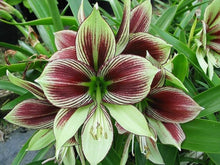 Green Hippeastrum Seeds for colorful blooms in the Garden & Flower Bed