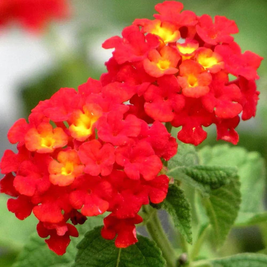 Lantana Camara Seeds for planting in patio garden
