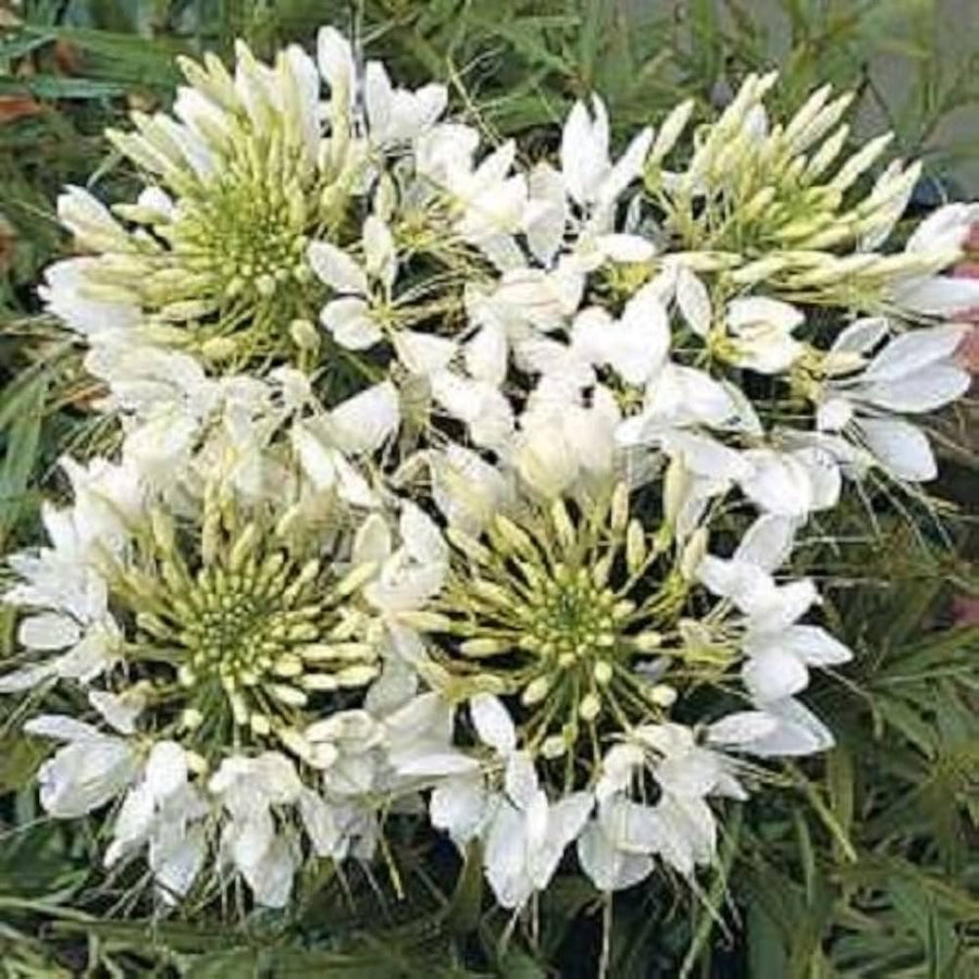 Queen Cleome Spider Flower Seeds â€“ Tall Annual with Exotic Blooms