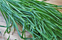 Garlic Chive Seeds (Allium tuberosum) for a fresh homegrown crop from the Herb Garden & Urban Garden