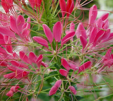 Cleome Seeds (Cleome hassleriana) for reliable seasonal color