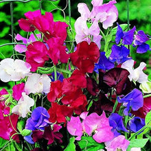 Early Multiflora Mix Sweet Pea Seeds for a fresh homegrown crop from the flower bed