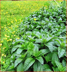 Wild Mint Seeds (Arvensis herb) for a flavorful crop in the Mentha garden shaded corner
