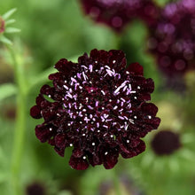 Queen Anne's lace flower Seeds (Daucus carota) for a lasting display in the decorative floral gardens