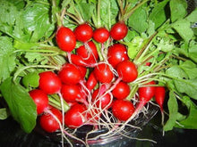 Easter Egg Radishes Seeds for reliable seasonal color