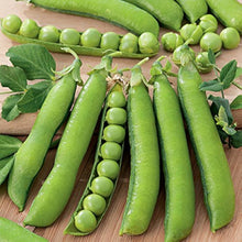 Pea Plant Seeds (Pisum sativum) for a fresh homegrown crop from the Vegetable Patch
