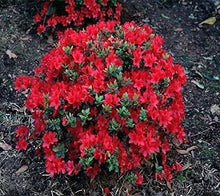 Azalea Seeds (Rhododendron spp.) for a lasting display in the Flower Bed & Garden