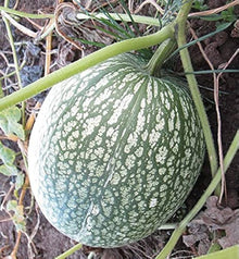 Shark - Fin for planting in home garden