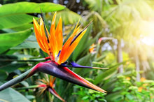 Orange Strelitzia Reginae Bird of Paradise Seeds for a lasting display in the Tropical Garden