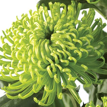 Chrysanthemum Seeds for a colorful addition to any planting