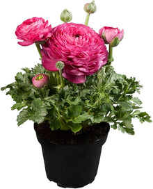 Ranunculus Asiaticus Seeds for a bright addition to the Flower Bed & Garden