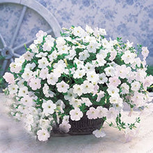 Petunia flower Seeds (Petunia hybrida) for growers filling out the hanging baskets or patio containers