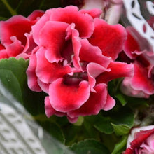 Brazilian Gloxinia Seeds for growers filling out the White Garden