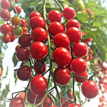 Sugar Lump Cherry Tomato Seeds for a productive addition to the vegetable patch
