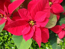 Euphorbia Pulcherrima Seeds (Euphorbia pulcherrima) for a bright addition to the Flower Bed