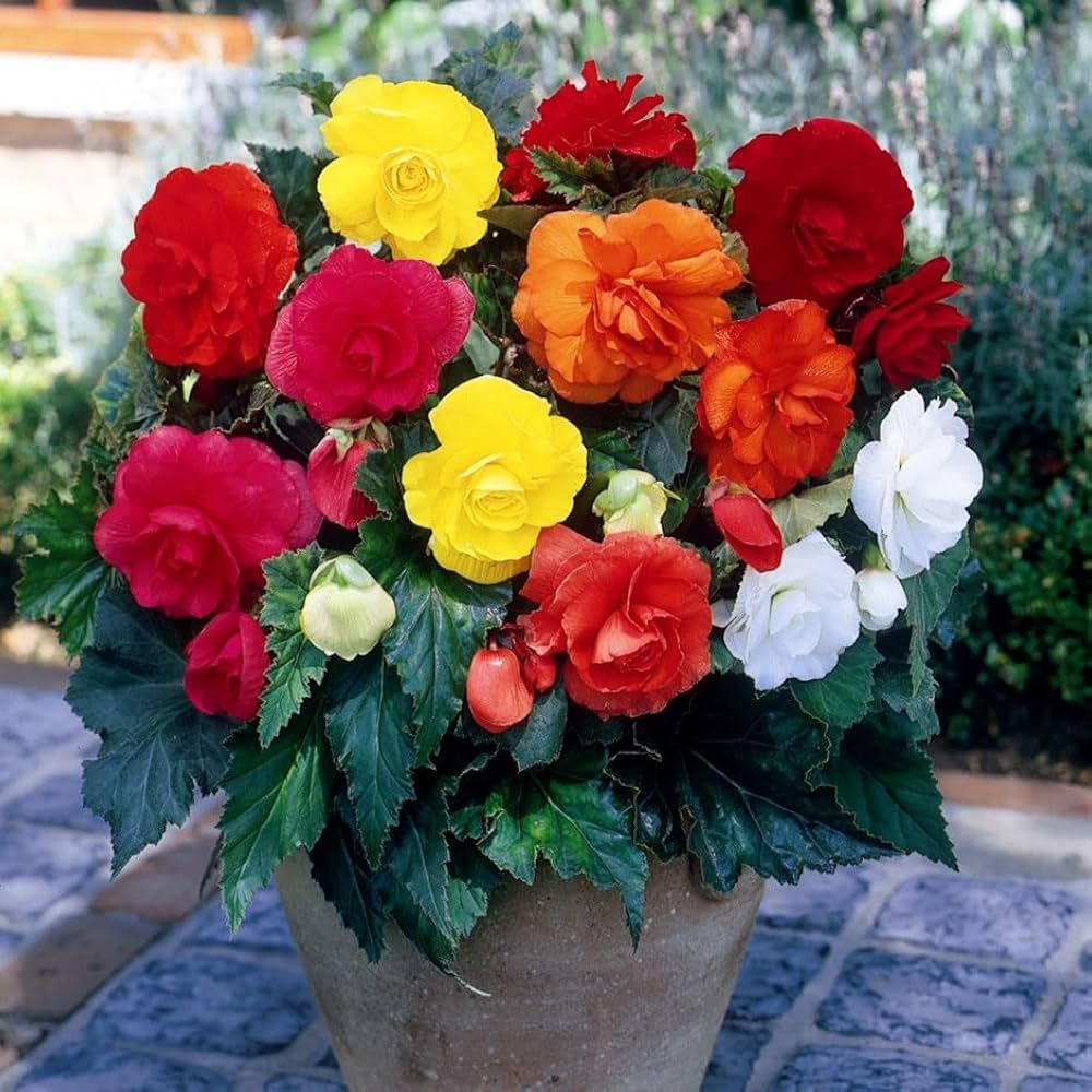 Begonia Begonia Semperflorens Mixed Flower Seeds for Planting – Ideal for Home Garden and Shaded Areas