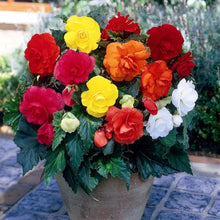 Begonia Begonia Semperflorens Mixed Flower Seeds for Planting – Ideal for Home Garden and Shaded Areas