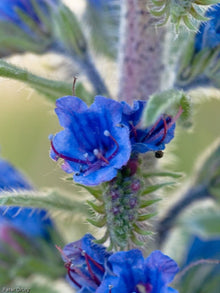 Heirloom Blue Viper Bugloss Seeds for a lasting display in the Unique, Vibrant Garden Flowers