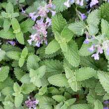 Catnip Seeds (Nepeta cataria) for growers filling out the Herb Patio Pot