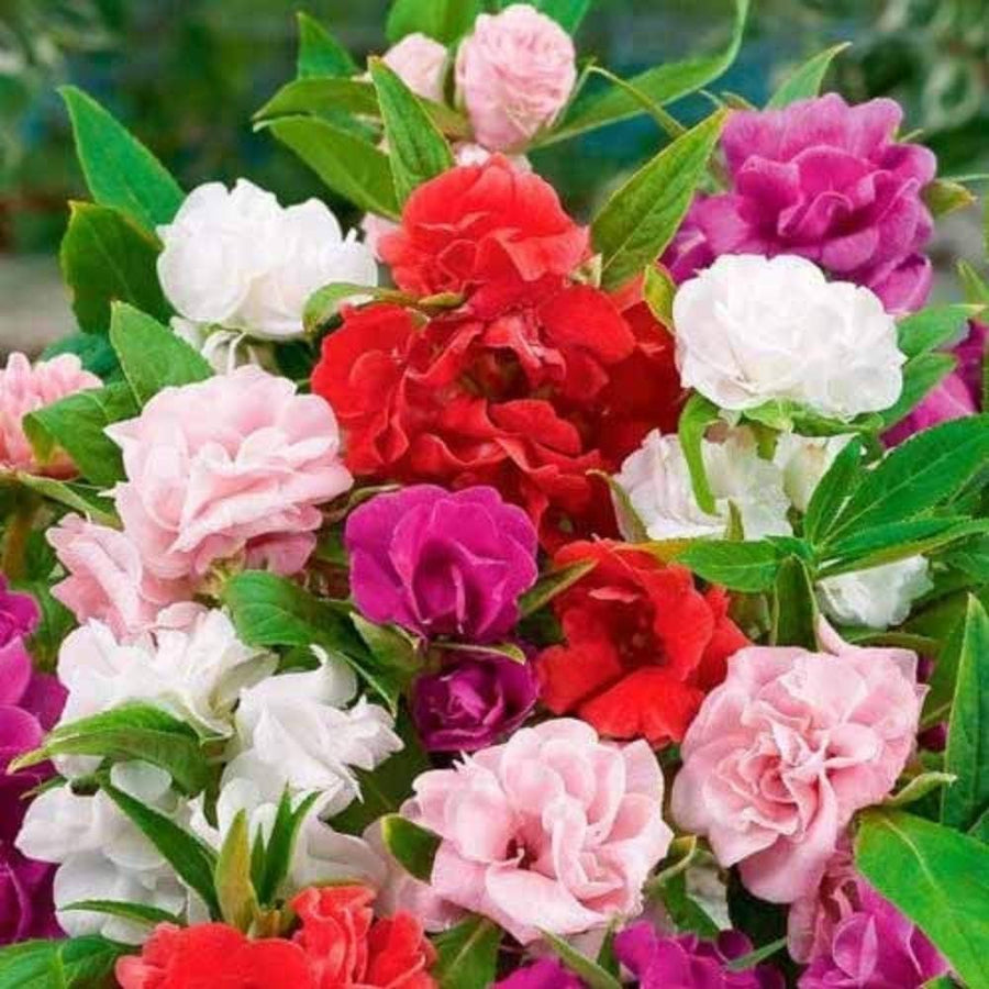 Rose Seeds for planting in flower bed