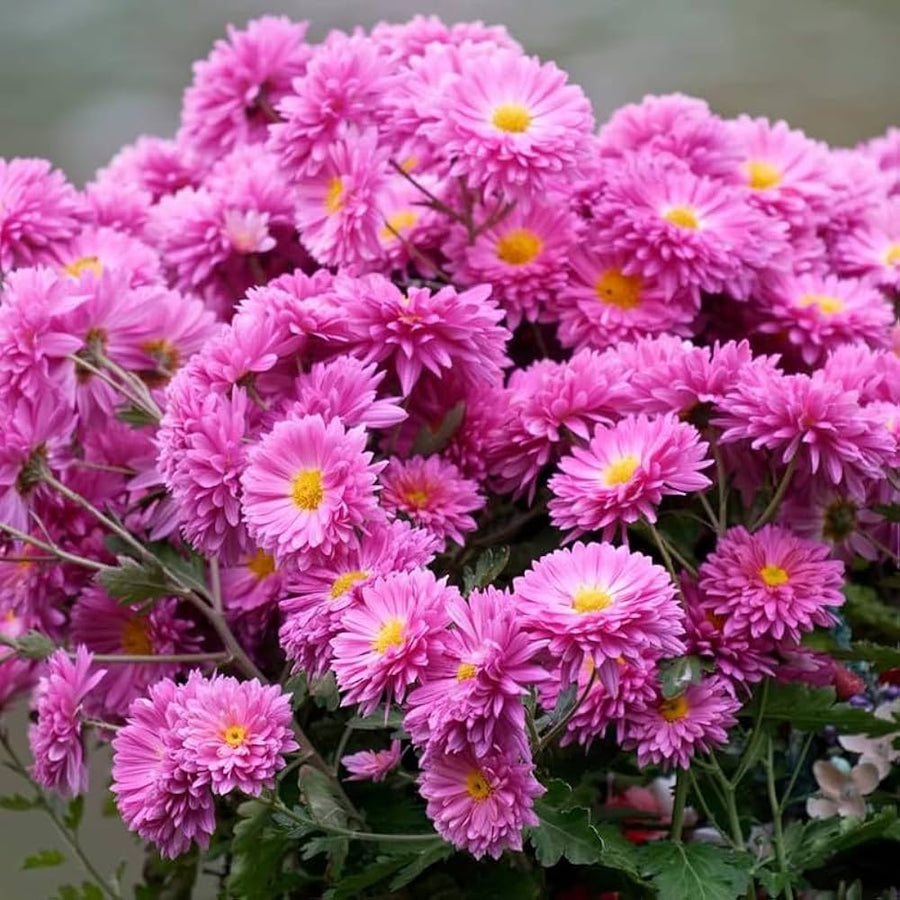 "Chrysanthemum seeds for planting – daisy-like flowering plant seeds with vibrant blooms and dense green foliage, ideal for gardens, borders, and containers"