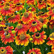 Sneezeweed Seeds (Helenium autumnale) for growers filling out the home garden and wildflower beds