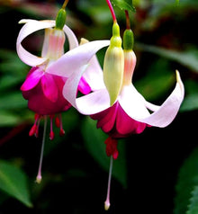 Fuchsia Fuchsia hybrida flower seeds for planting in hanging indoor pots or shaded garden spaces - for planting in home garden
