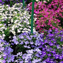 Annual Trailing Lobelia Flower Lobelia Erinus Mix Seeds for a colorful addition to any planting