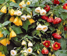 Abutilon Abutilon hybridum Bellevue Mix flower seeds for planting in home garden or decorative pots - for planting in home garden