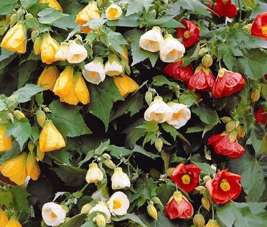 Abutilon Abutilon hybridum Bellevue Mix flower seeds for planting in home garden or decorative pots - for planting in home garden