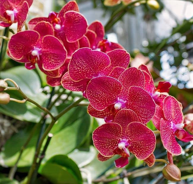 Mixed Phalaenopsis Orchid (Various types) for planting in balcony garden
