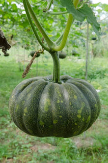 Peanut Squash Seeds (Cucurbita pepo) for a reliable harvest in the Vegetable Patch